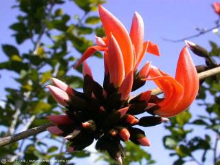 緊獸花,取自 http://www.exot-nutz-zier.de 緊獸花,取自 http://www.exot-nutz-zier.de