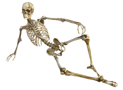 skeleton-1561177_640.png