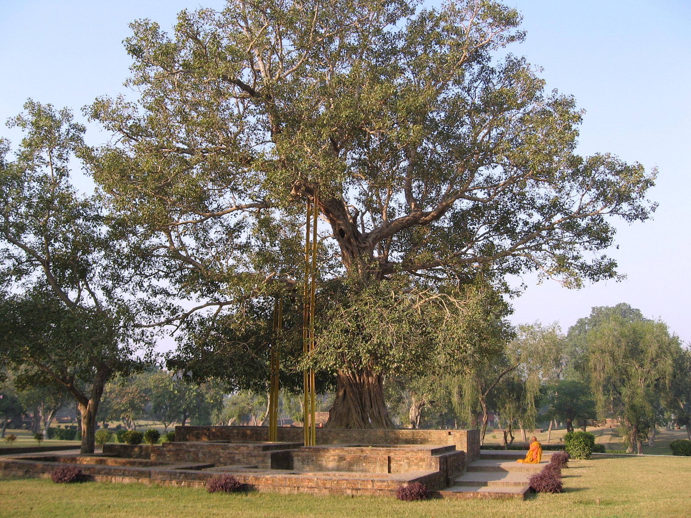 阿難菩提樹，由阿難求得佛陀的許可後，由給孤獨尊者在祇樹給孤獨園種下。照片取自 wikipedia。