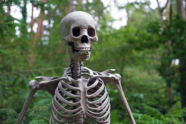 skeleton-1522620_640.jpg