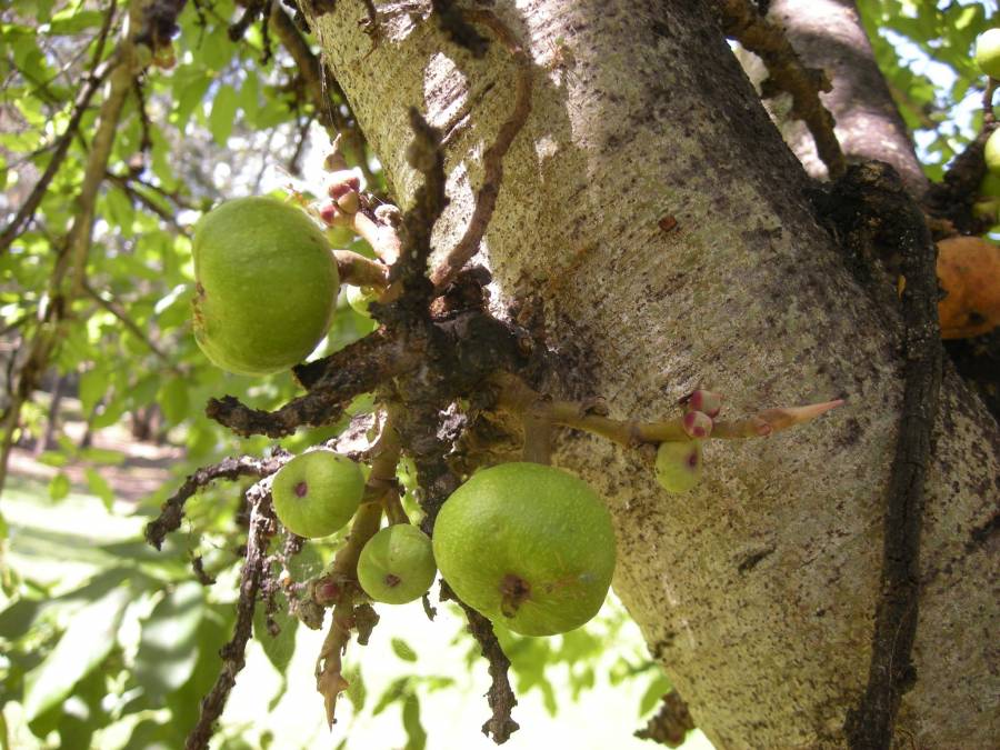 Ficus racemosa fruit from Wikipedia
