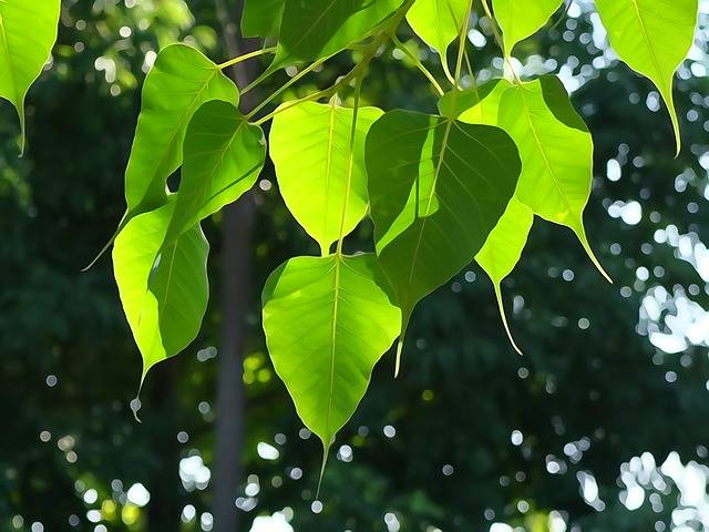 bodhi-leaf-1583102_640.jpg