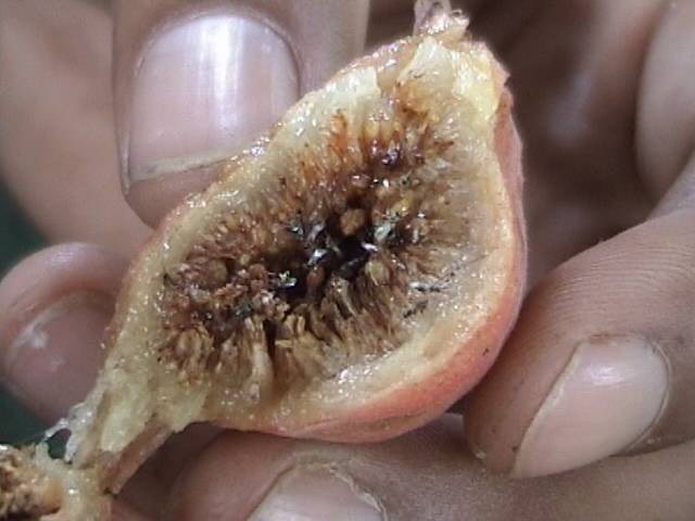 Ficus Rocemosa fruit cut open to reveal the flesh and fig wasps still inside