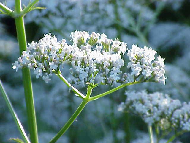 valeriana_officinalis1.jpg